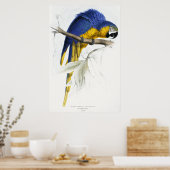 Poster Maccaw bleu et jaune (Cuisine)