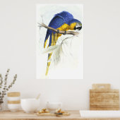 Poster Maccaw bleu et jaune par Edward Lear (Cuisine)