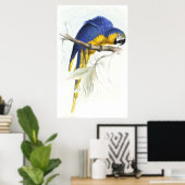 Poster Maccaw bleu et jaune par Edward Lear (Bureau à domicile)