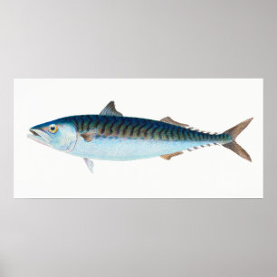 Poster Mackerel fish vintage art