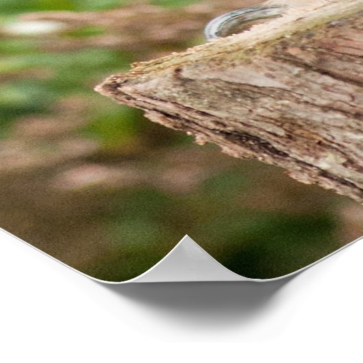 POSTER MACKINDER EAGLE OWL (Coin)