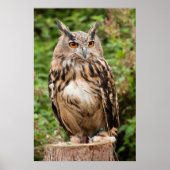 POSTER MACKINDER EAGLE OWL (Devant)