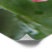 Poster Macro à fleurs Impatiens rose (Coin)