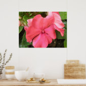 Poster Macro à fleurs Impatiens rose (Cuisine)