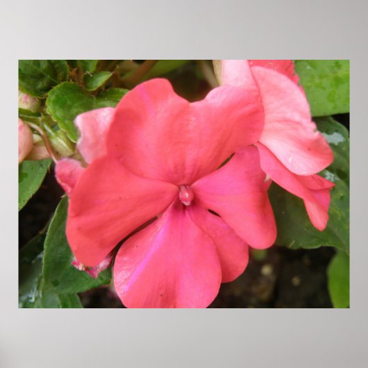 Poster Macro à fleurs Impatiens rose (Devant)
