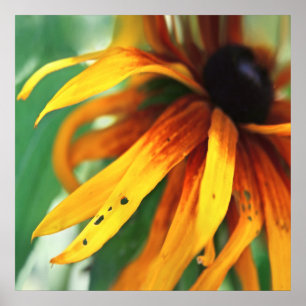 Poster Macro Abstrait à fleurs de Rudbeckia jaune