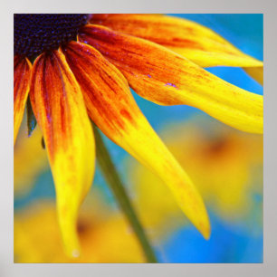 Poster Macro Abstrait à fleurs de Rudbeckia jaune