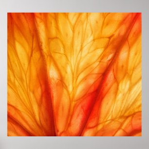 Poster Macro aux agrumes : Orange de sang Abstrait.