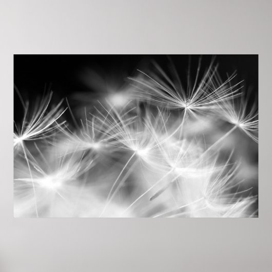 Poster macro beauté Dandelion (Devant)