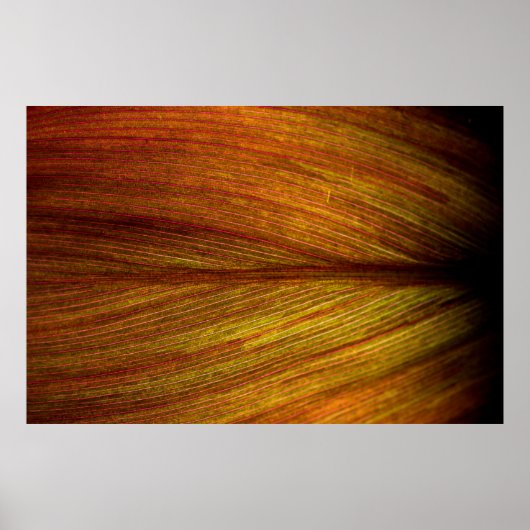 Poster Macro botanique feuille nature texture (Devant)