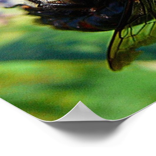 Poster macro Bumblee Bee (Coin)