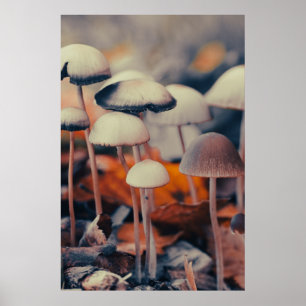 Poster Macro Champignons