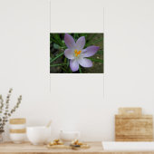 Poster Macro Crocus violet (Cuisine)