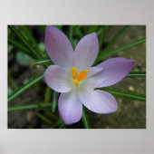Poster Macro Crocus violet (Devant)
