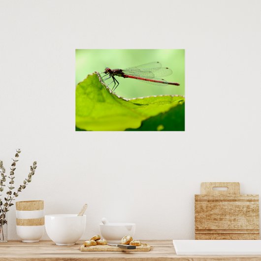 Poster Macro damselfly sur la feuille (Cuisine)