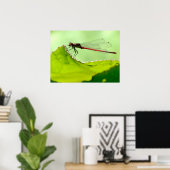 Poster Macro damselfly sur la feuille (Bureau à domicile)