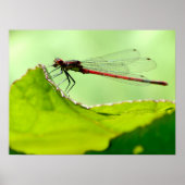 Poster Macro damselfly sur la feuille (Devant)