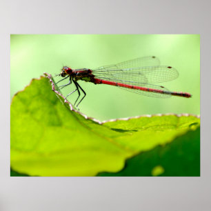 Poster Macro damselfly sur la feuille