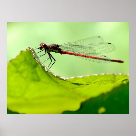 Poster Macro damselfly sur la feuille (Devant)