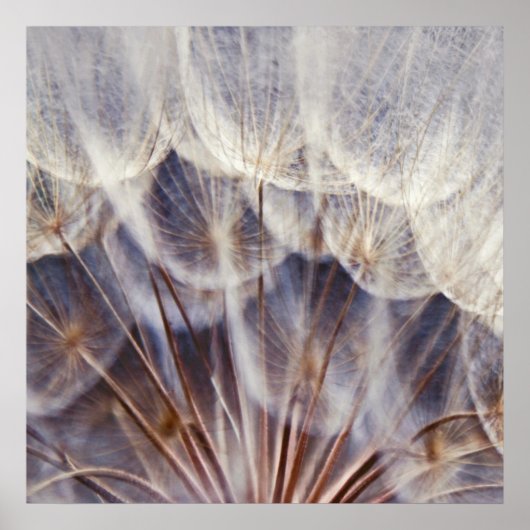 Poster Macro Dandalion Ethereal Abstrait (Devant)