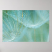 Poster macro Dandelion (Devant)