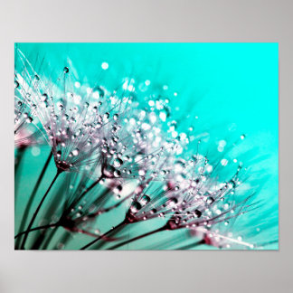 Poster Macro Dandelion Semences d'eau gouttes photo