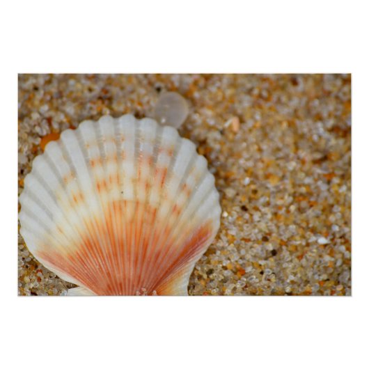 Poster Macro de coquille Saint-Jacques dans le sable sur (Devant)