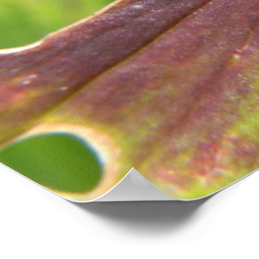Poster Macro de dendroctones Lily Imprimer (Coin)