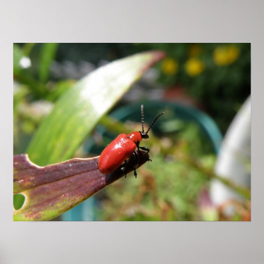 Poster Macro de dendroctones Lily Imprimer (Devant)