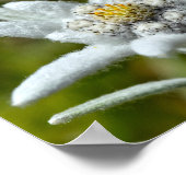 Poster Macro de feuille de fleur edelweiss (Coin)