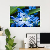 Poster Macro de fleur de perce-neige bleue (Bureau à domicile)