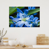 Poster Macro de fleur de perce-neige bleue (Cuisine)