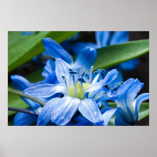 Poster Macro de fleur de perce-neige bleue (Devant)