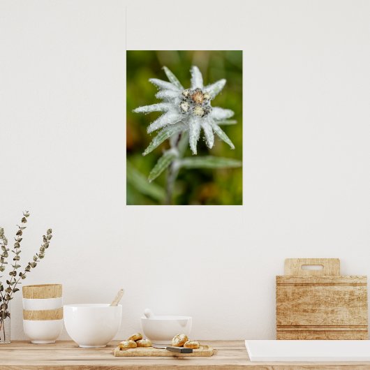 Poster Macro de fleur edelweiss (Cuisine)