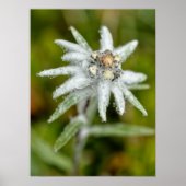 Poster Macro de fleur edelweiss (Devant)