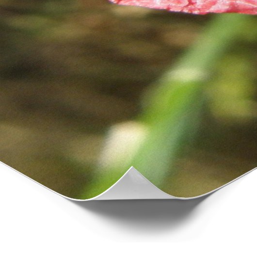 Poster Macro de fleurs de pavot rouge (Coin)