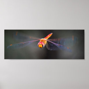 Poster Macro Dragonfly en vol