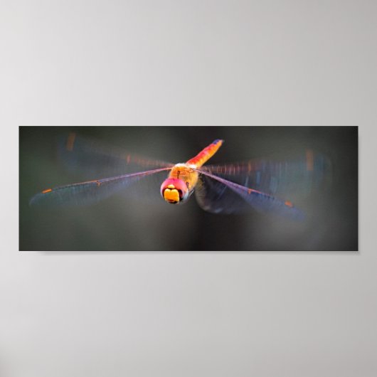 Poster Macro Dragonfly en vol (Devant)