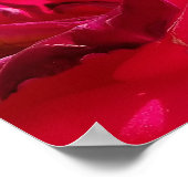 Poster Macro Dying Rose rouge (Coin)