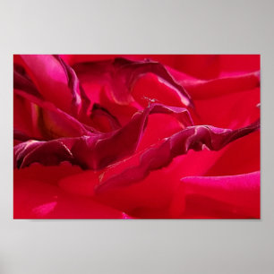 Poster Macro Dying Rose rouge
