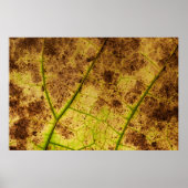 Poster Macro-feuille Jaune et Mort Brown (Devant)