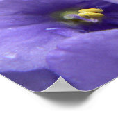 Poster Macro Floral Print Violets Africains (Coin)