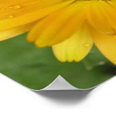 Poster Macro-impression de souci jaune (Coin)