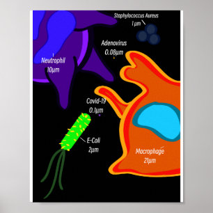Poster Macro Microbiologie