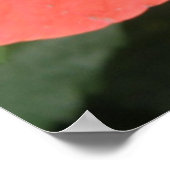 Poster Macro Orange Hibiscus Flower Imprimer (Coin)