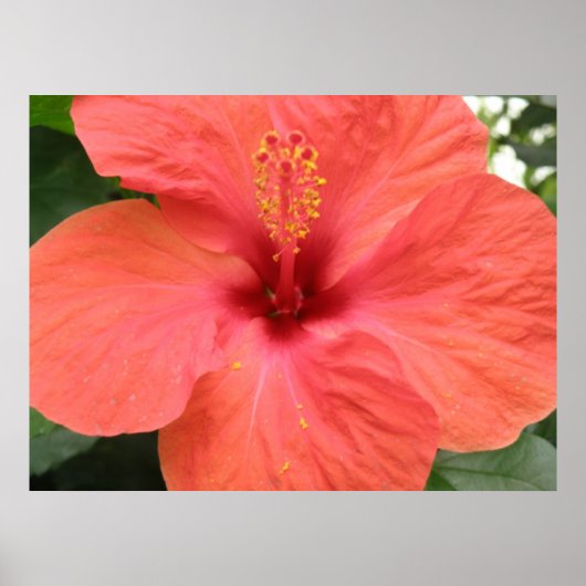 Poster Macro Orange Hibiscus Flower Imprimer (Devant)