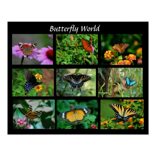 Poster Macro papillons - élargissement de la photo (Devant)