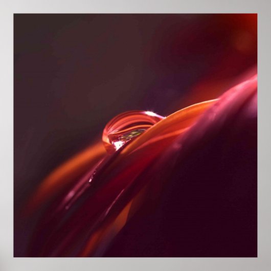 Poster Macro rouge pétale (Devant)