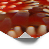 Poster Macro Sea Star (Coin)