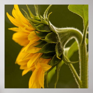Poster Macro tournesol jaune